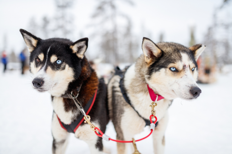 Sú milí, veselí, žijú na husky farmách a prevezú vás čarovnou prírodou.